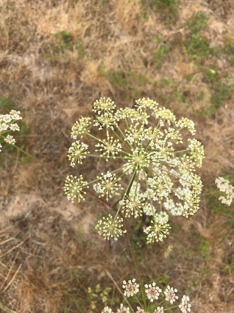 Berg-Haarstrang 6