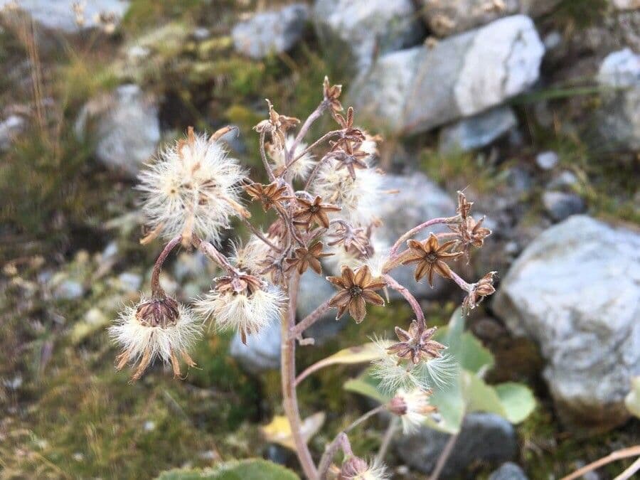 Cavolaccio bianco 3