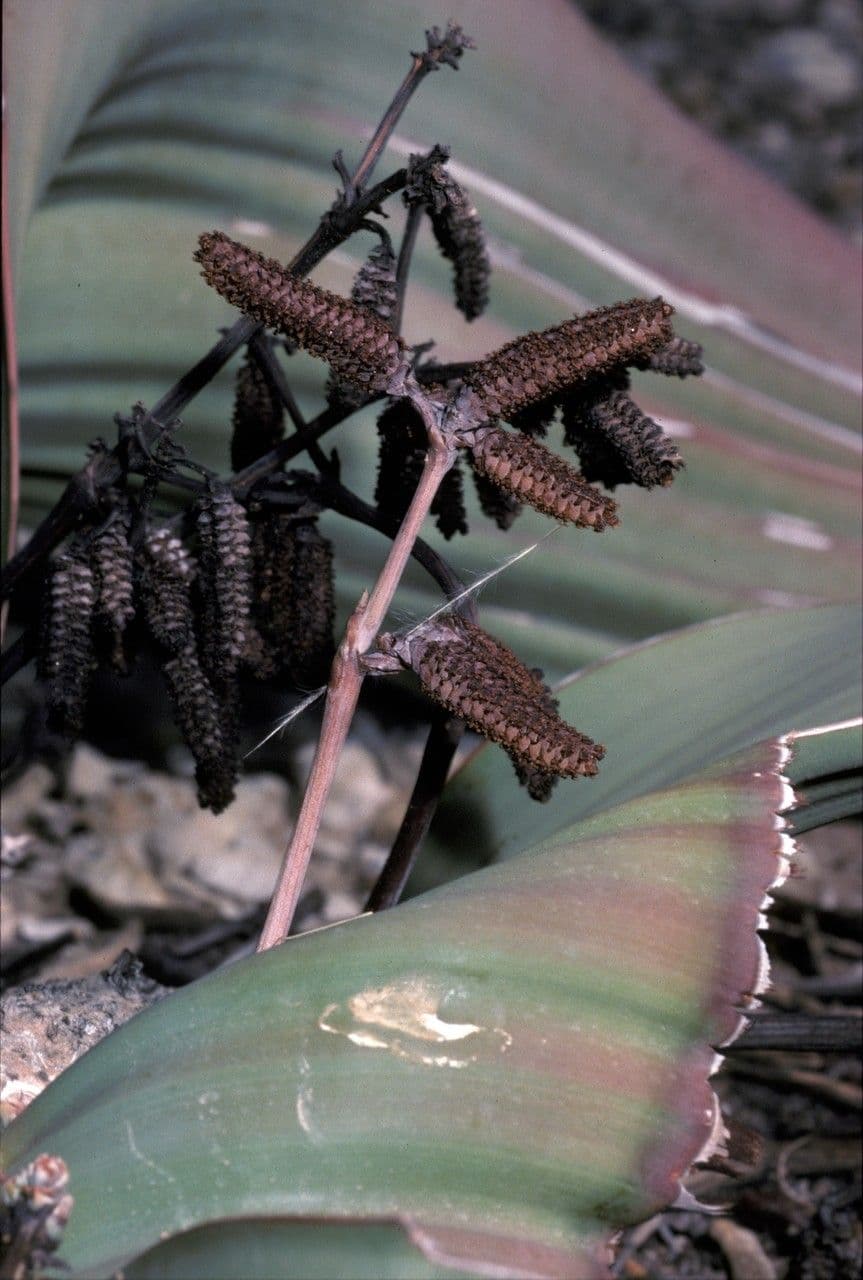 Welwitschia