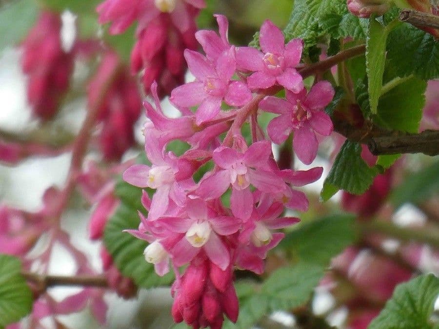 Ribes a fiori 7