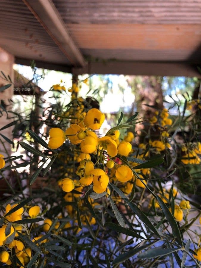Senna 8