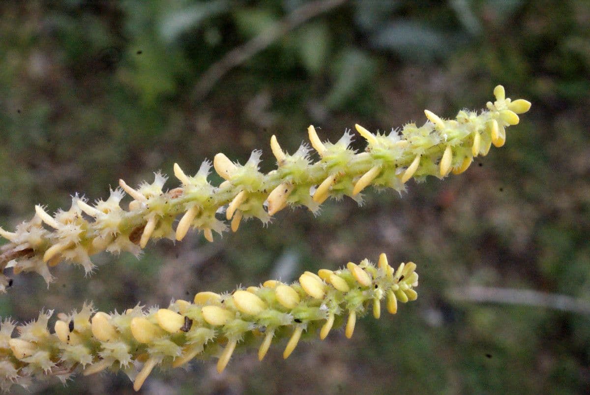 Valantia hispida 4