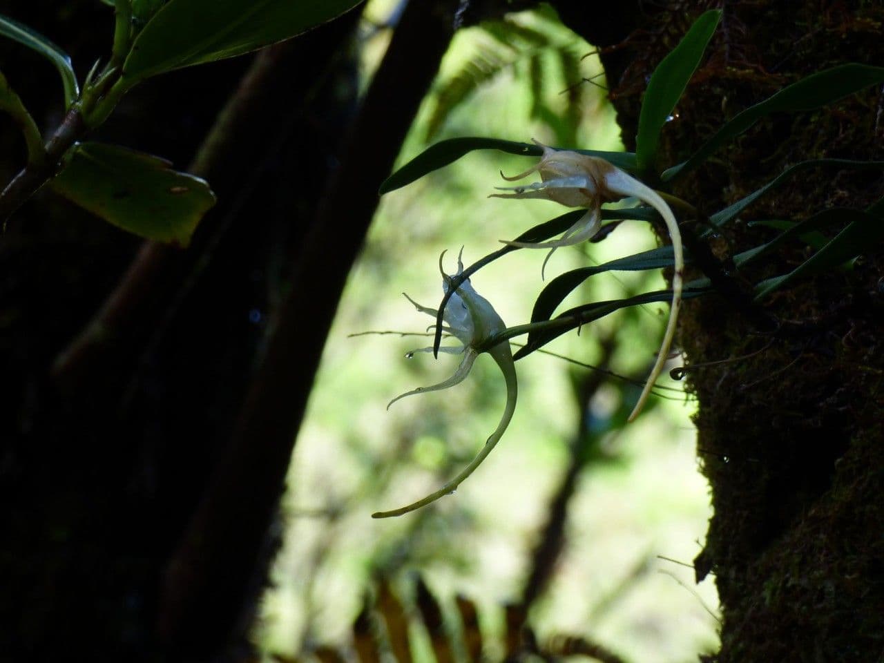 Orchidea 4