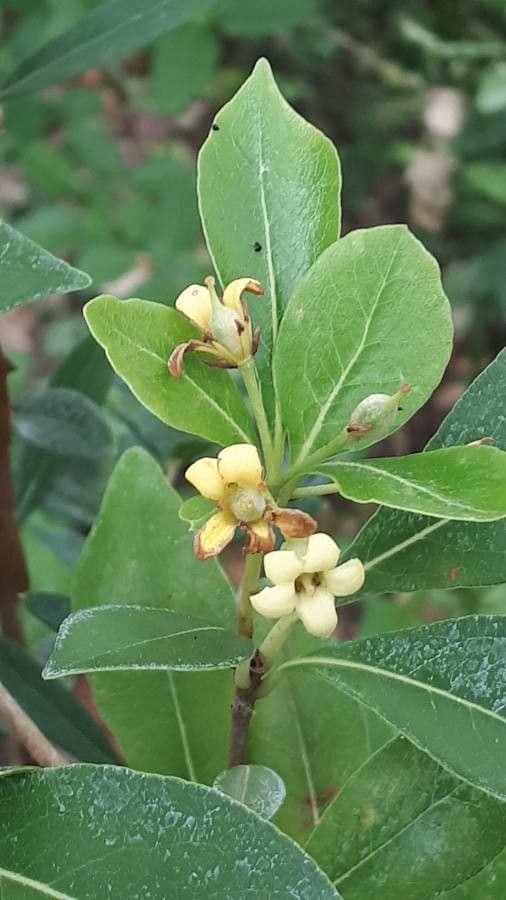 Pitosporum 6