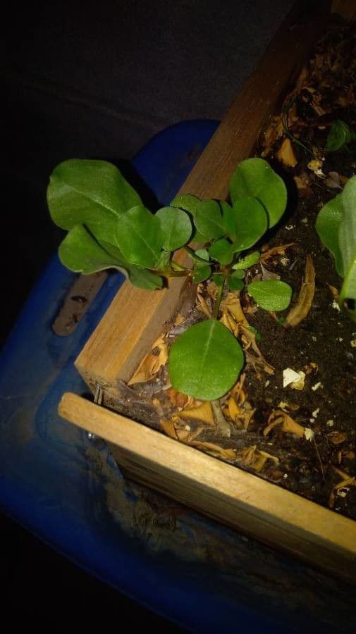 Trianthema portulacastrum 19