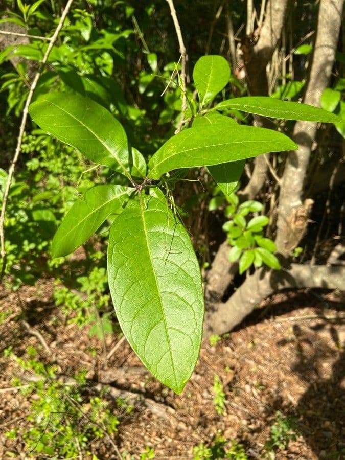 Chionanthus 26
