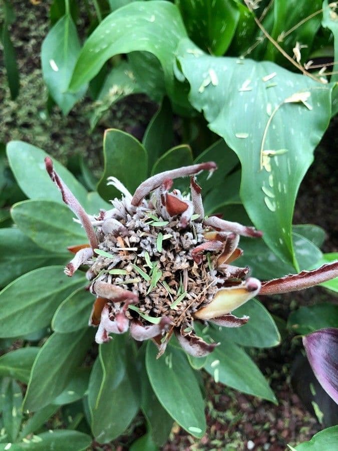 Protea carciofoide 9