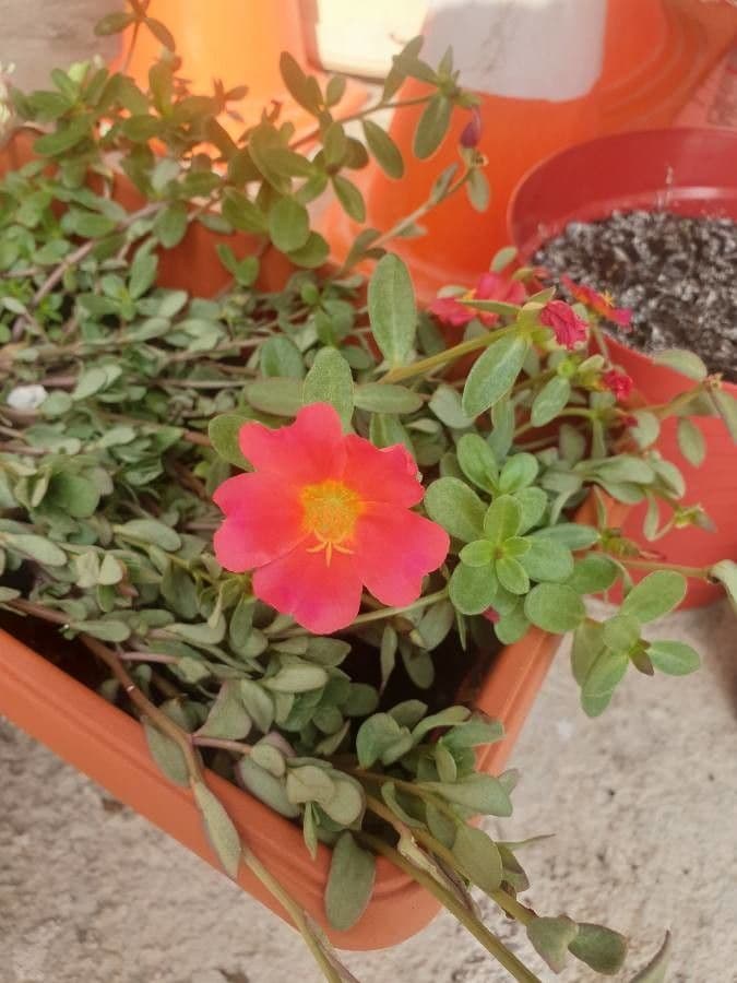 Flor de once horas 23