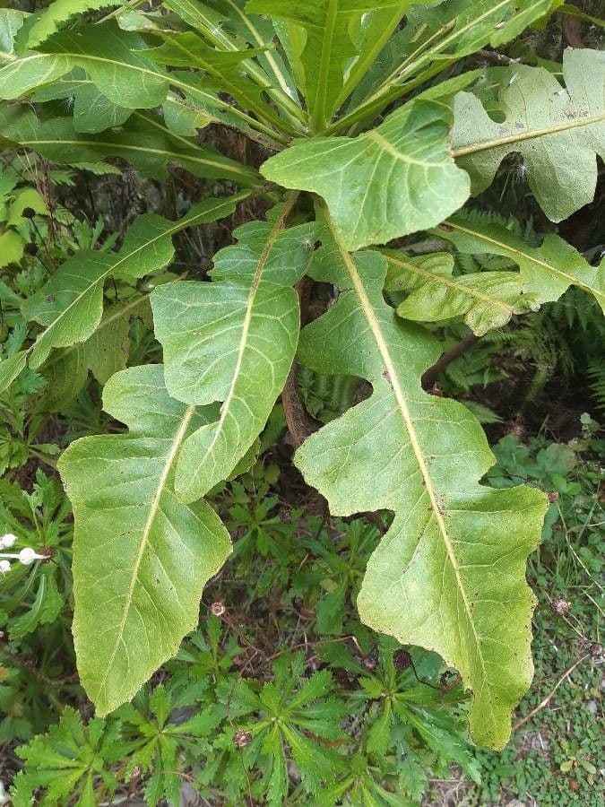 Strauchdistel 12