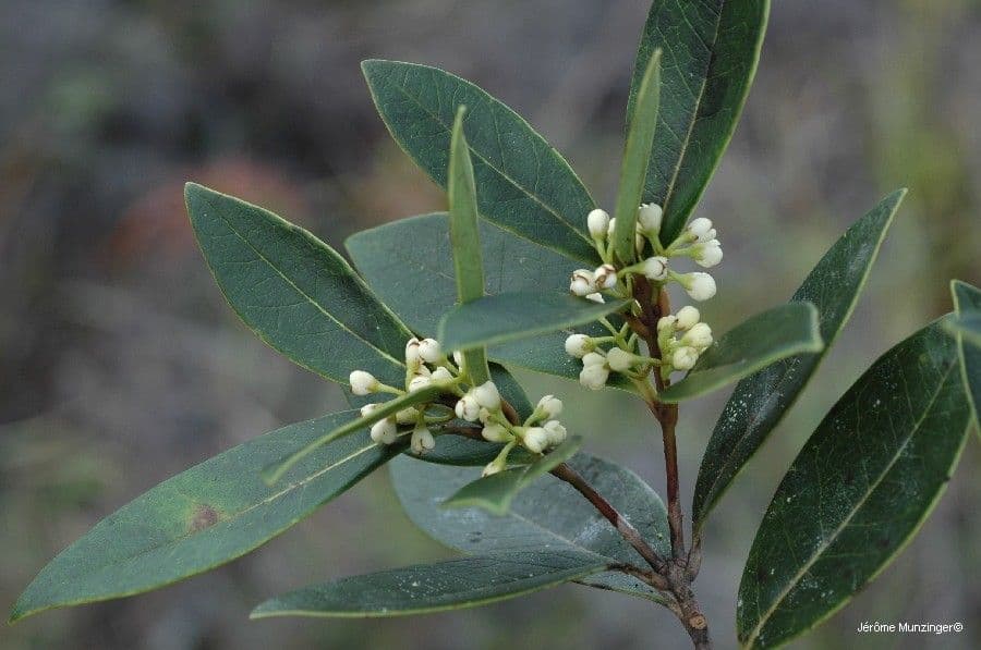 Osmanthus 11