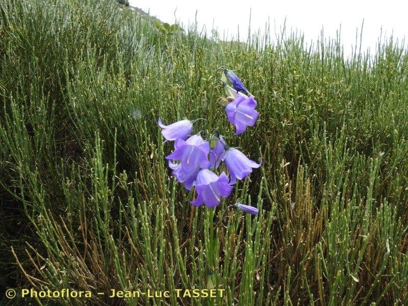 Campanula 2