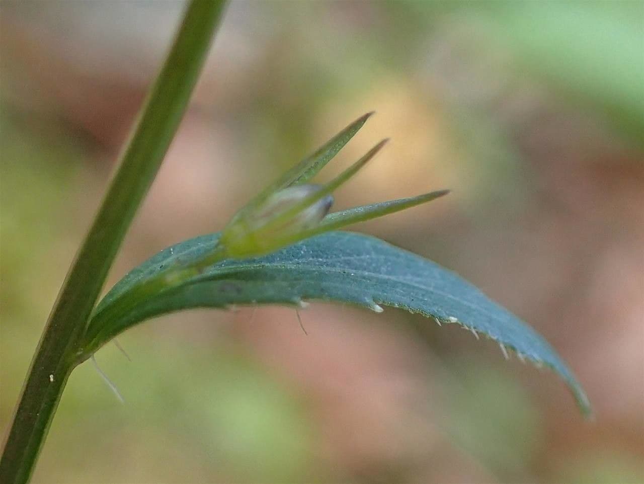 Campanula romboidale 18