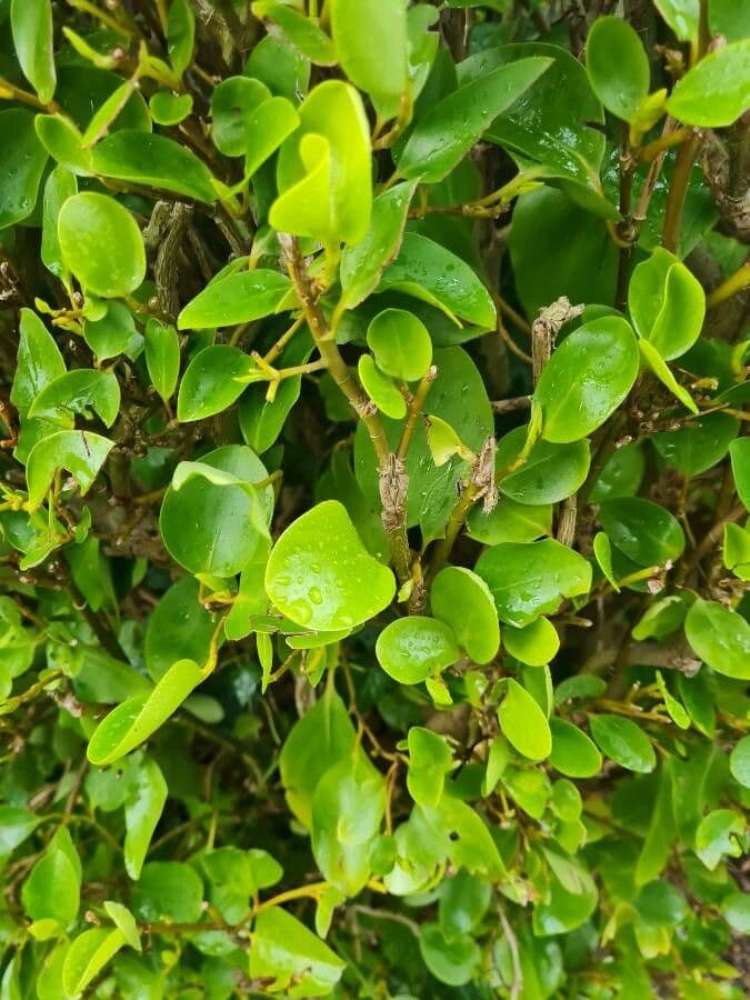 Griselinia 15