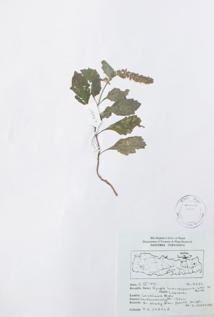 Ajuga 4