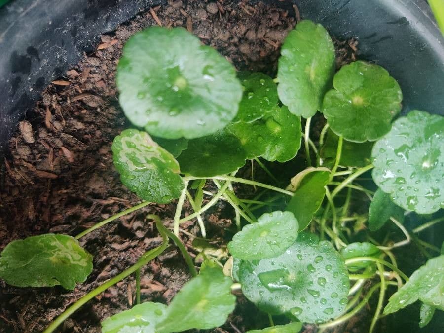 Centella asiatica 23