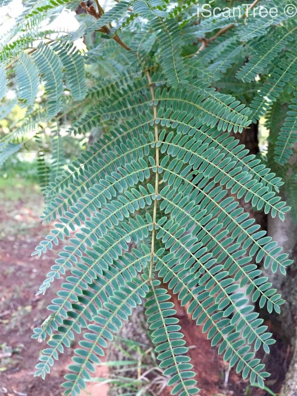 Peltophorum africano 19