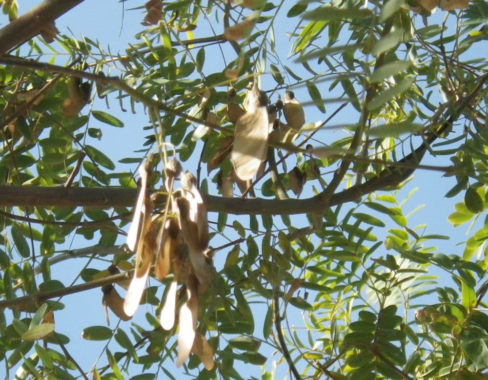 Tipu-Baum 2