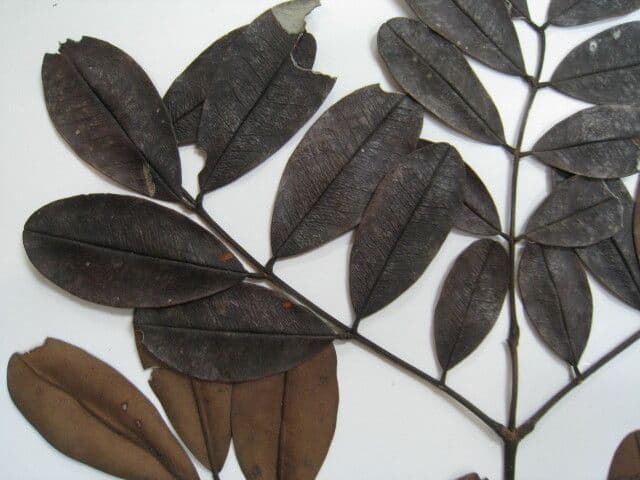 Dimorphandra 2