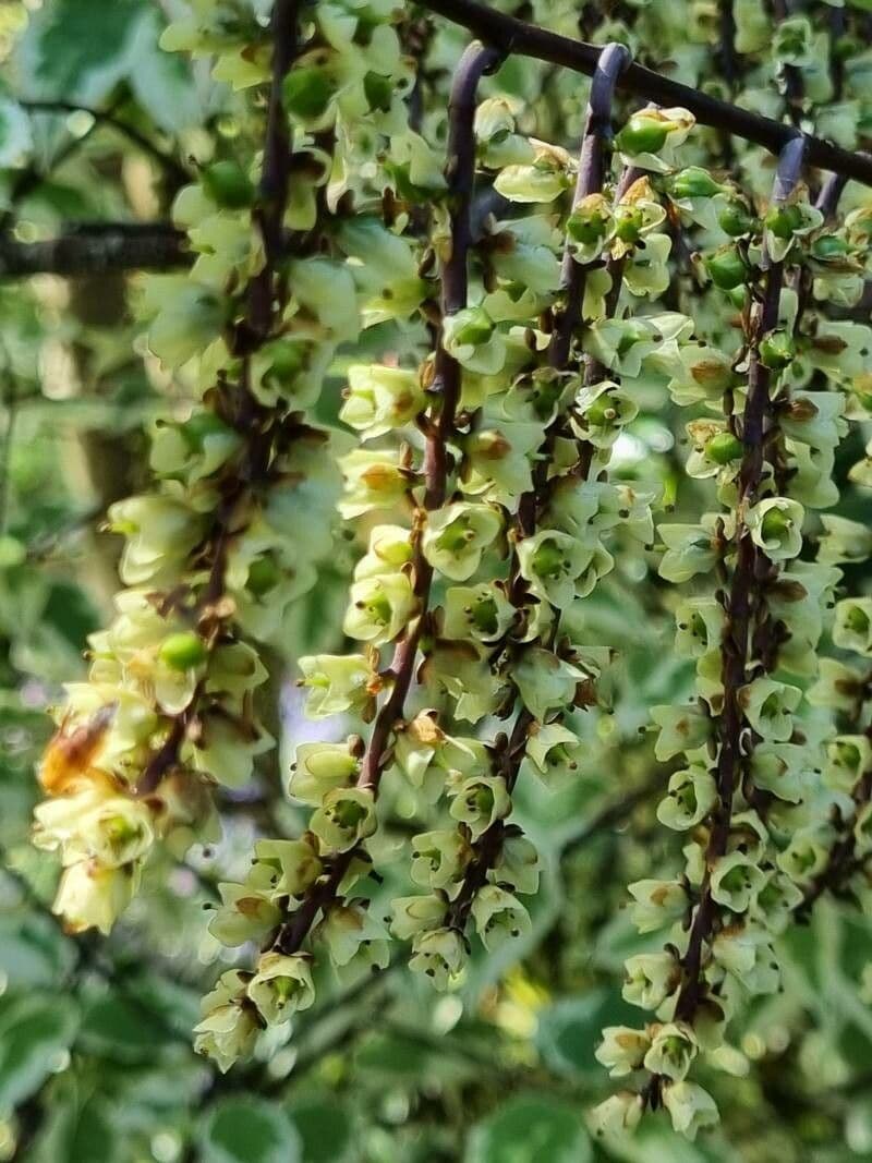 Chinese stachyurus 3