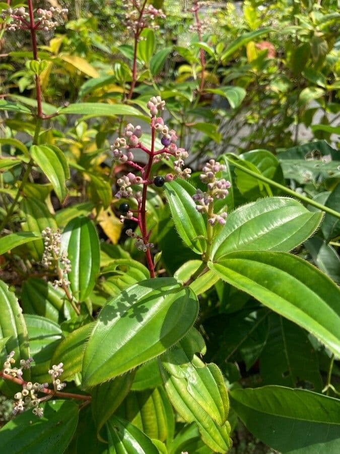 Miconia 12