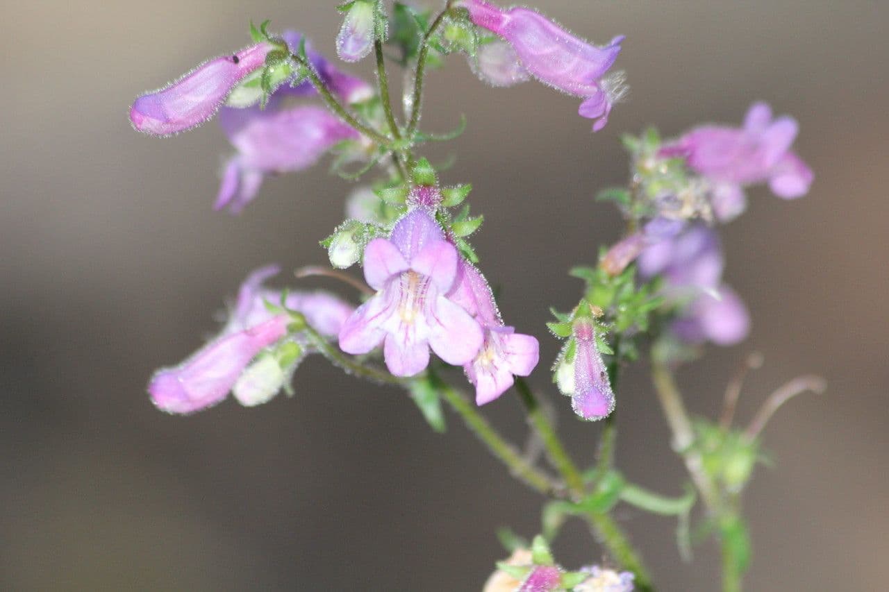 Scharfblättrige Bartblume 3
