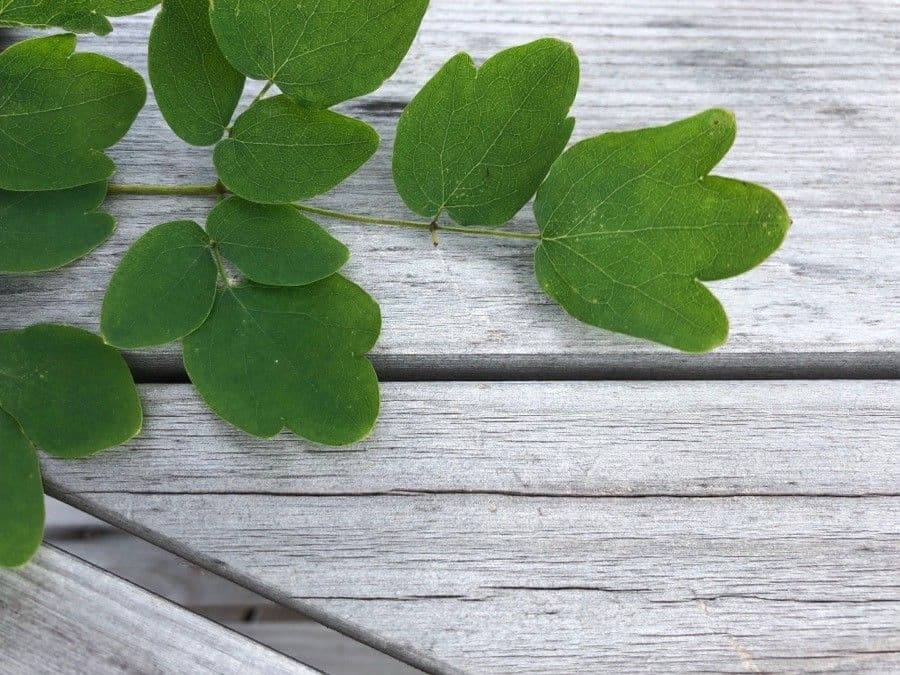 Thalictrum pubescens 15