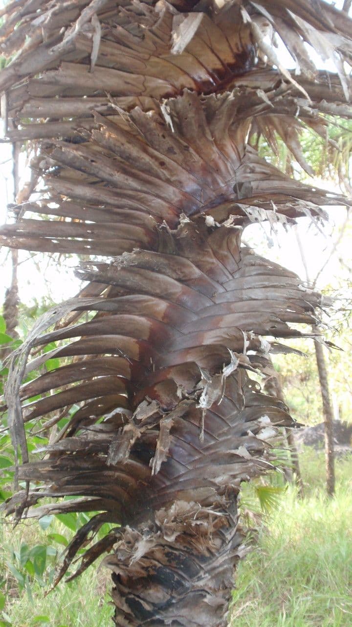 Schraubenbaum 12