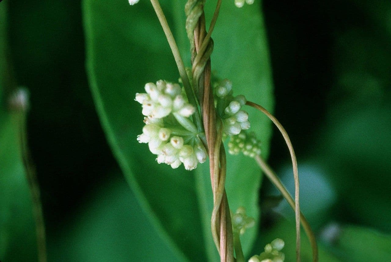 Cuscuta 5