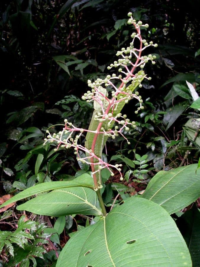 Miconia 18