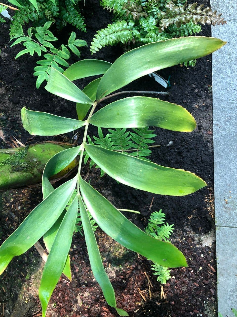 Zamia 10