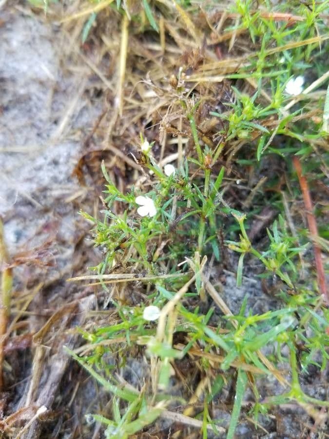 Polypremum procumbens 6
