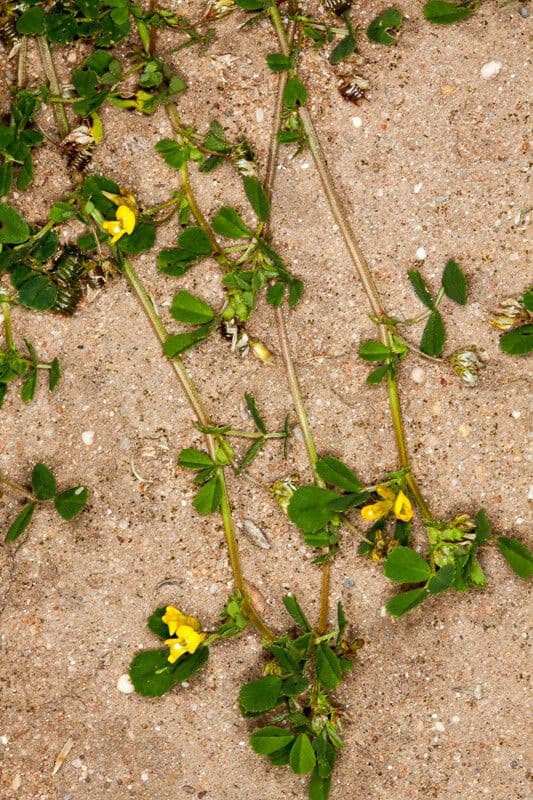 Lucerna prímorská 18