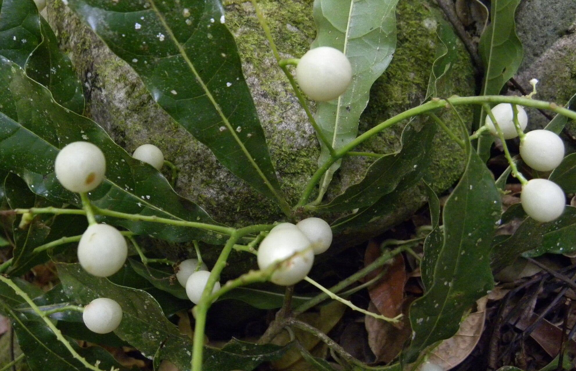 Meliosma 4