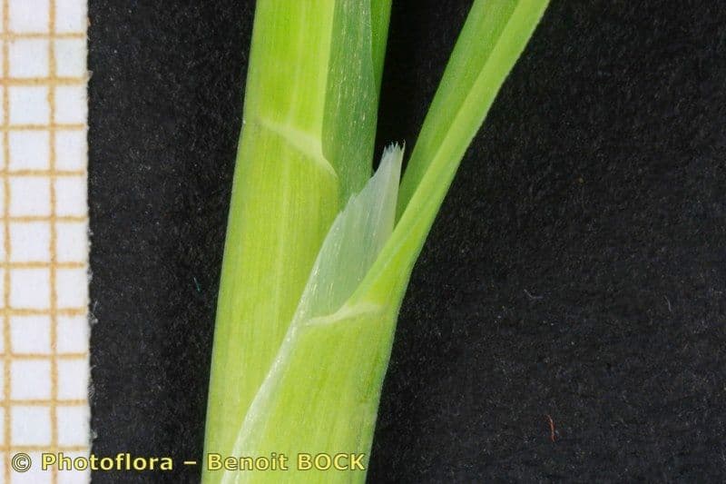 Lamarckia dorata 22