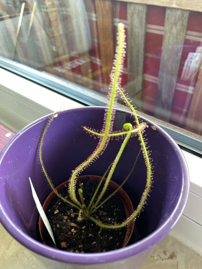 Threadleaf sundew 13