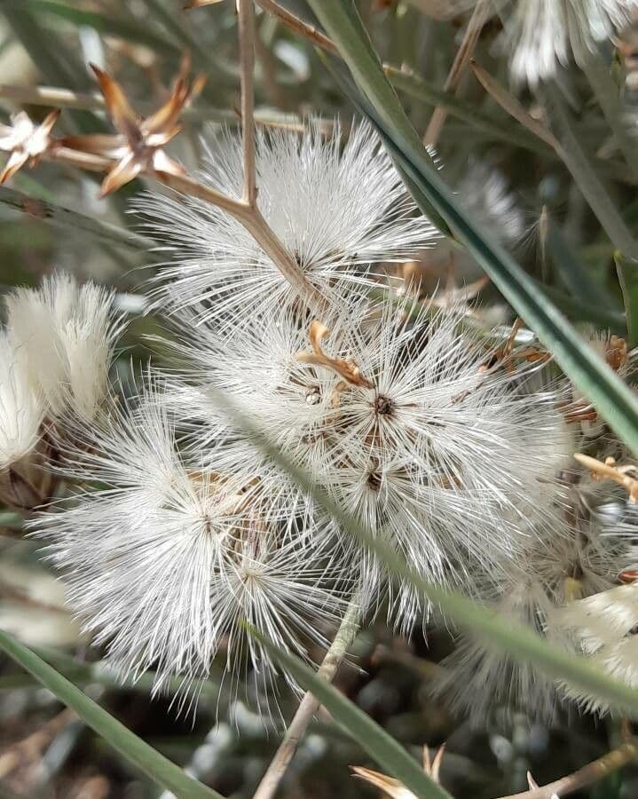 Hyalis 5