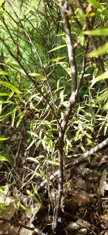 Tavolník Thunberga 19