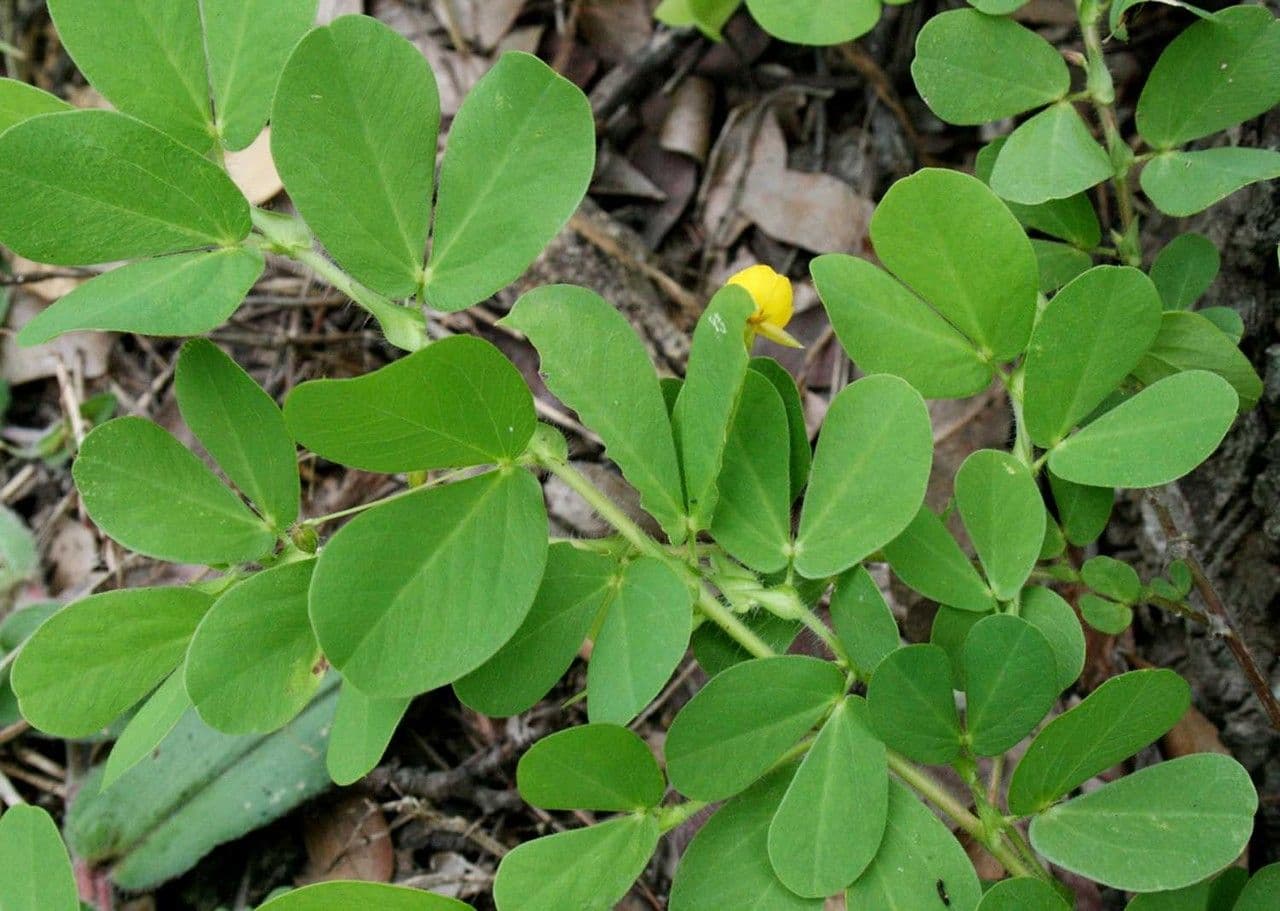Chamaecrista rotundifolia 12
