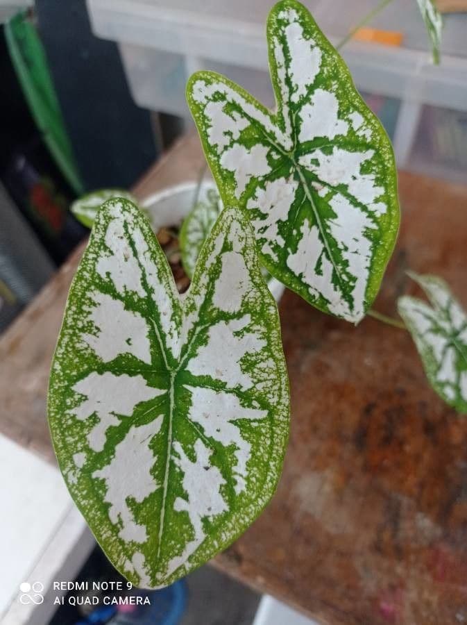 Caladium