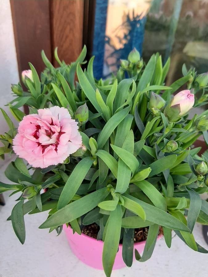 Clavel 2