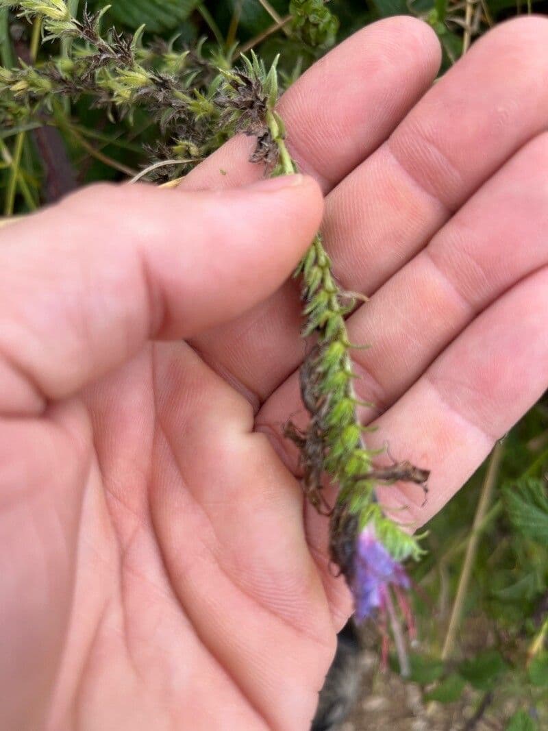 Echium rosulatum 12
