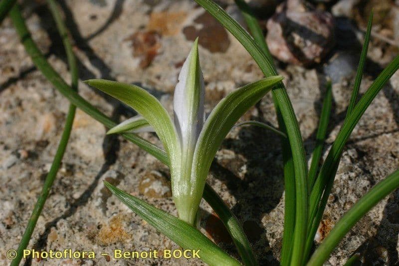 Romulea 18