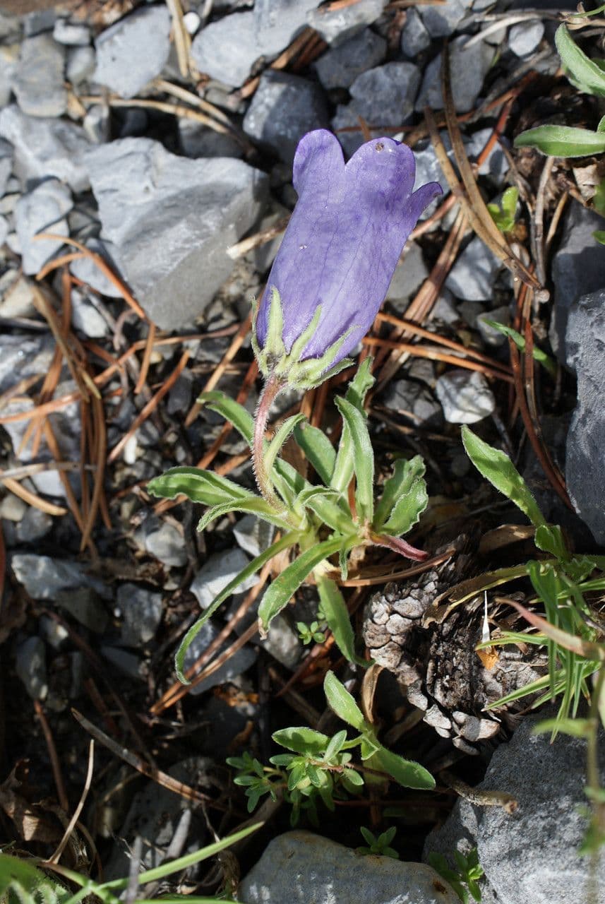 Campanula alpestre 21