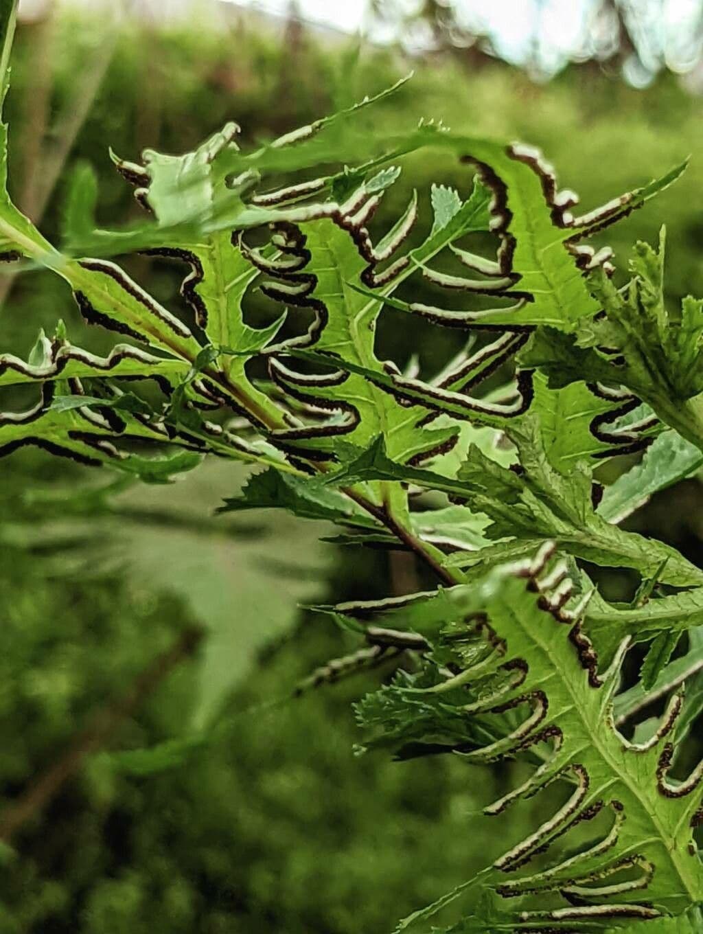 Pteris di Creta 5