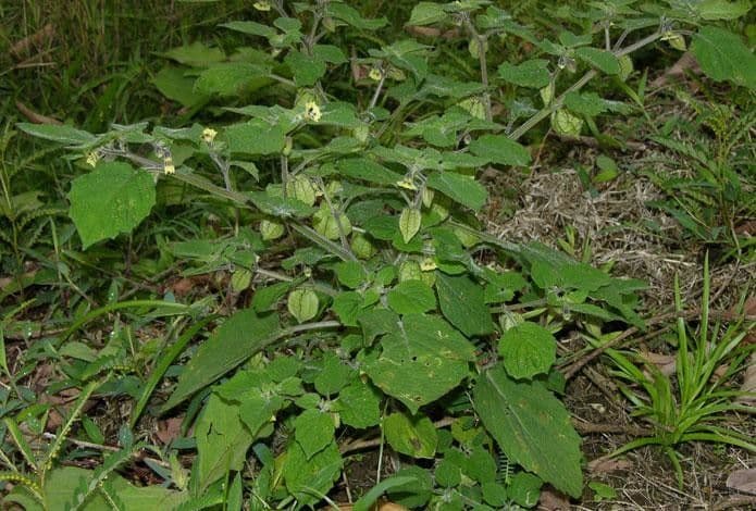 Physalis pubescent 14