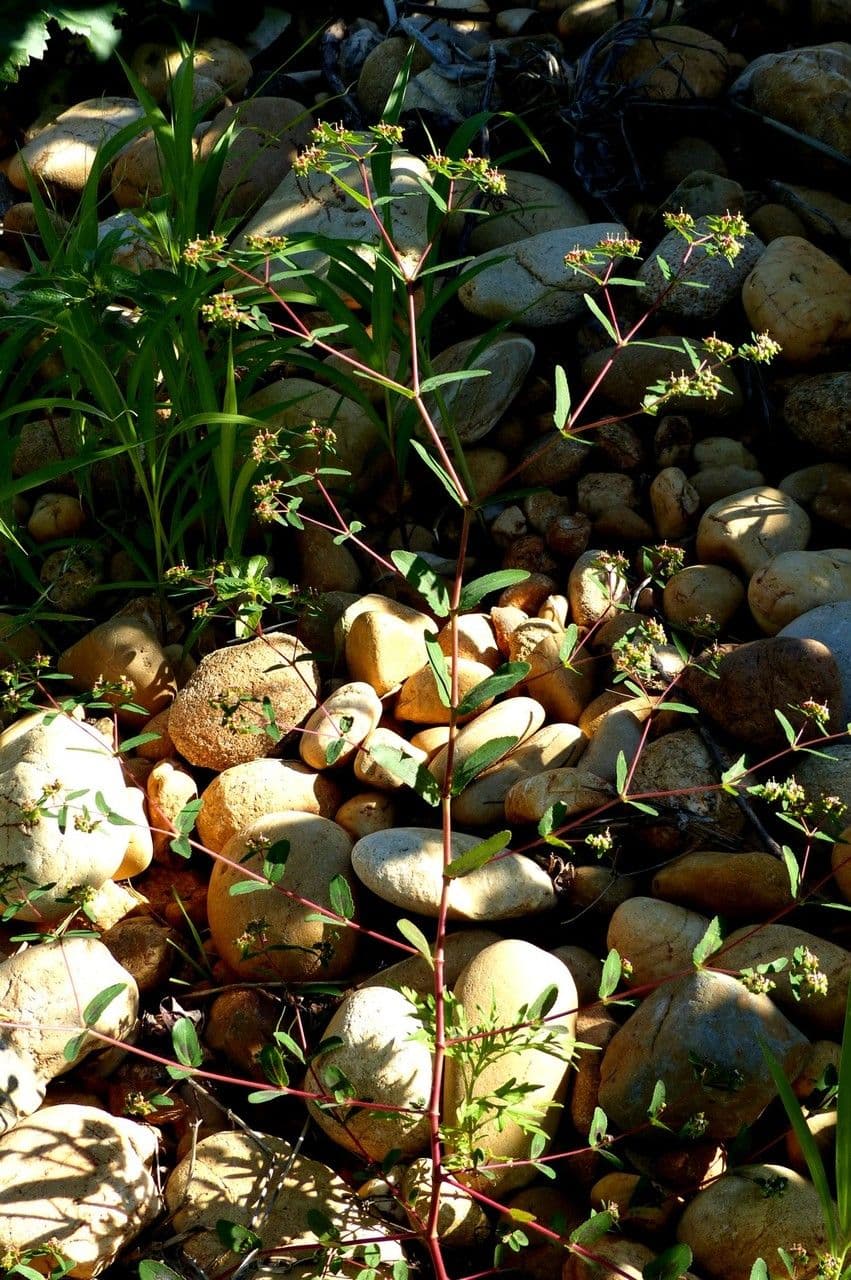 Euforbia pendula 12