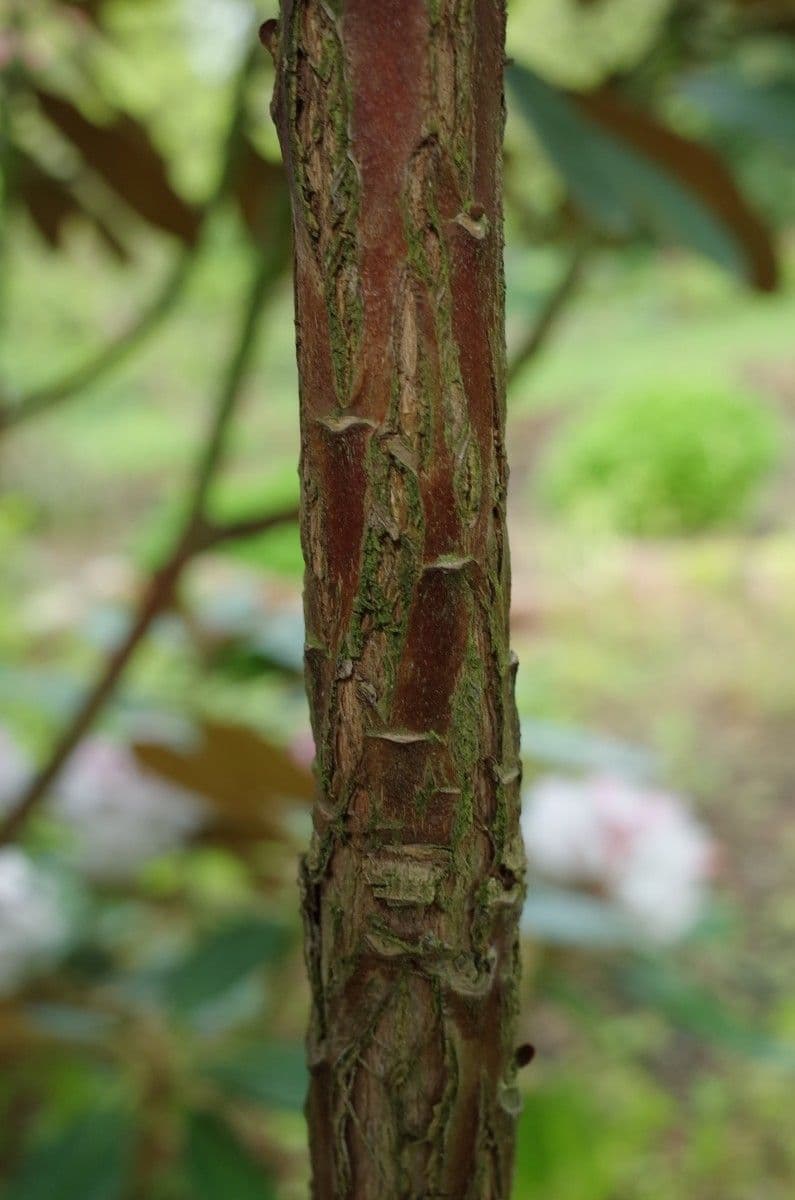 Rododendro 20