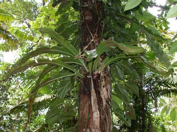Asplenium serratum 14