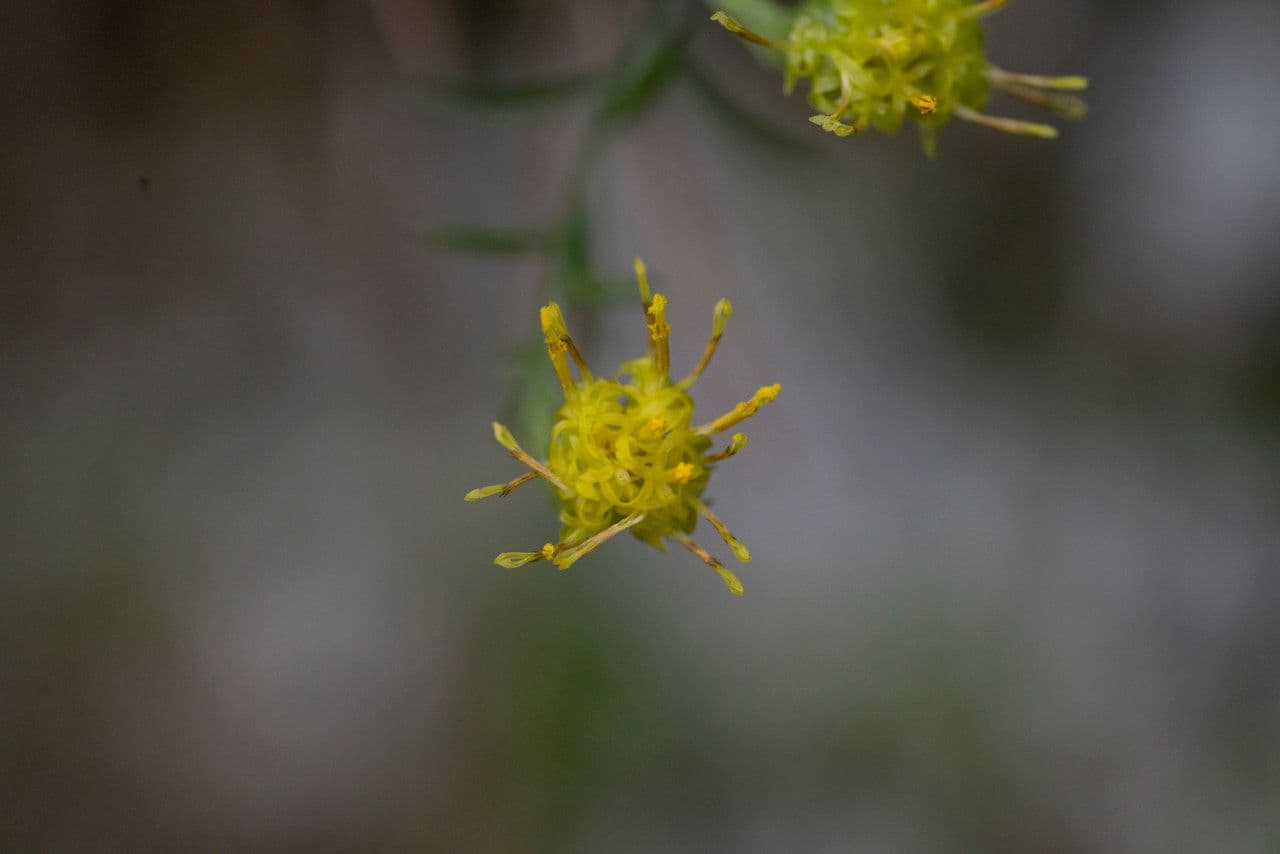 Áster cretense