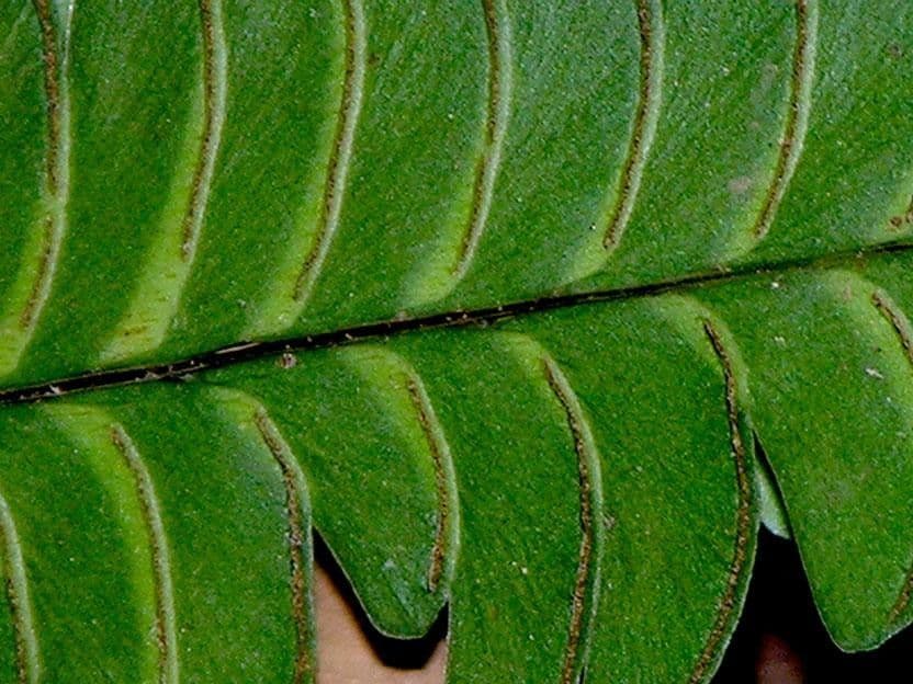 Lindsaea lancea 4